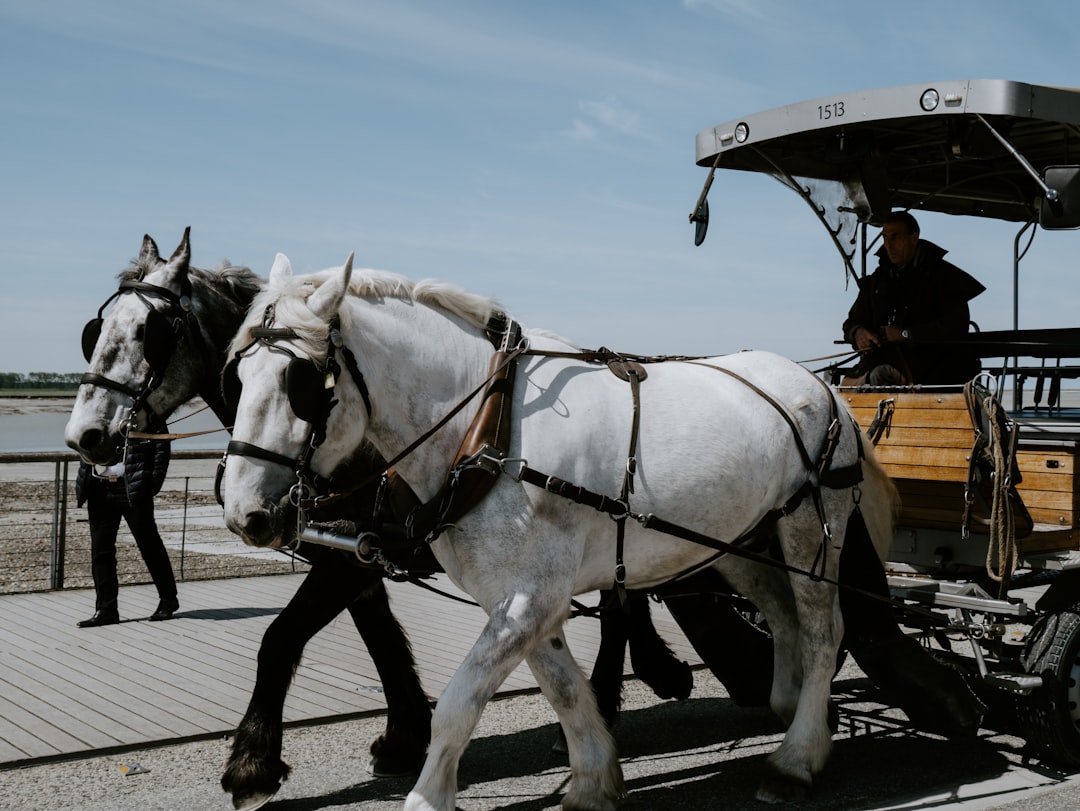 Photo Horse reins